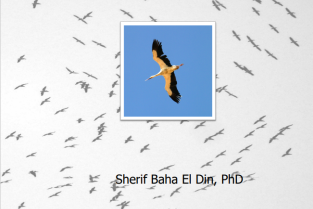 Sensitivity Atlas of Migratory Soaring Birds in Egypt